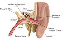 Anatomía del oído